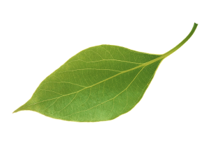 background leaves