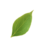 background leaves