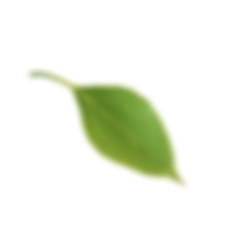 background leaves
