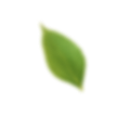 background leaves